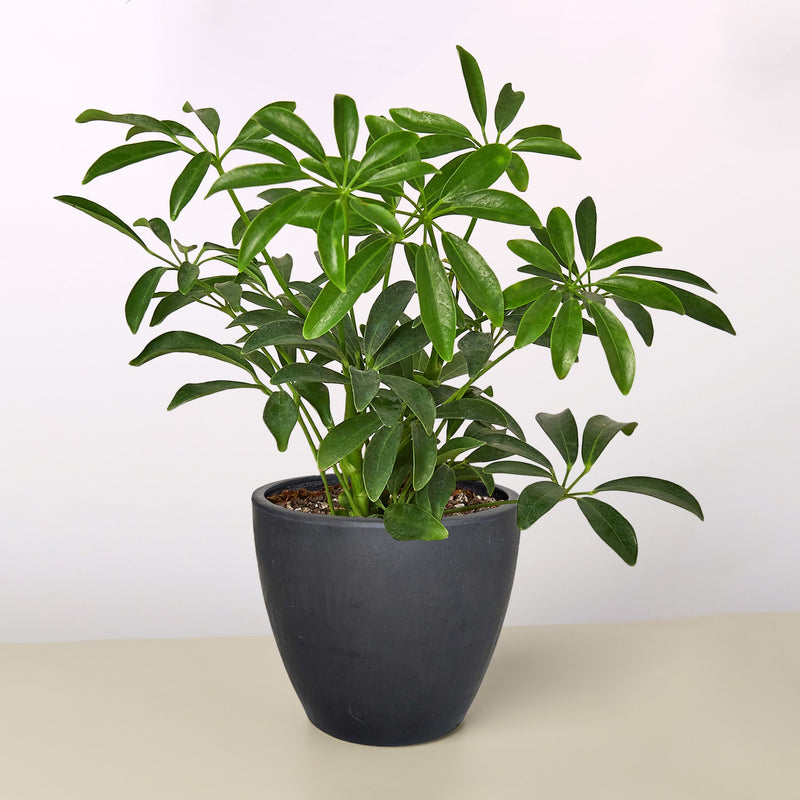 Load image into Gallery viewer, Schefflera Arboricola
