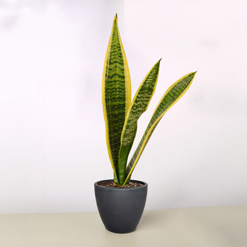 Load image into Gallery viewer, Snake Plant 'Laurentii'
