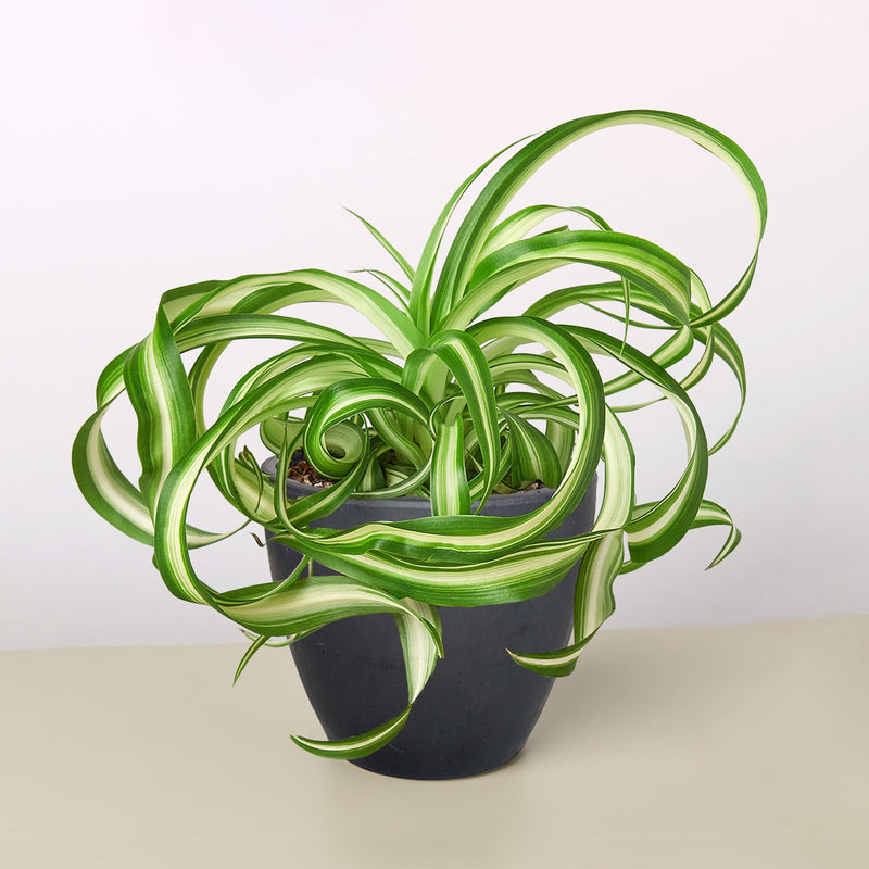 Load image into Gallery viewer, Spider Plant 'Bonnie'
