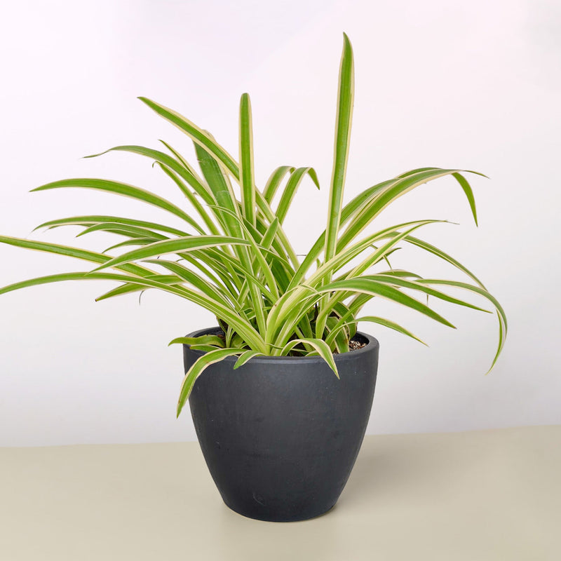 Load image into Gallery viewer, Spider Plant 'Reverse'
