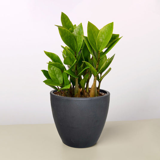 Zamioculcas Zamiifolia 'ZZ'