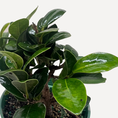 Bonsai Ficus Compacta, additional product view 2