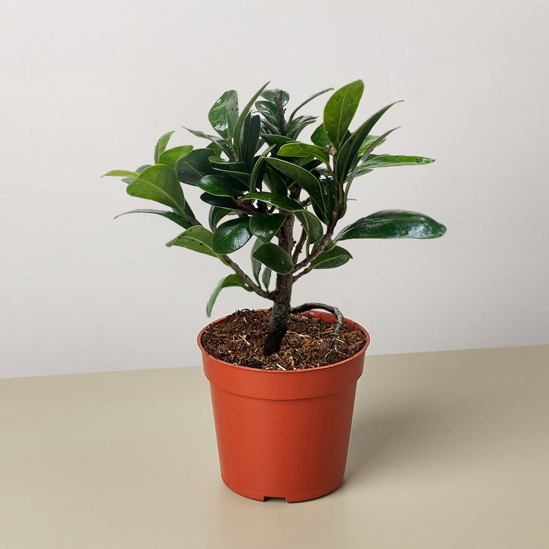 Load image into Gallery viewer, Bonsai Ficus Compacta
