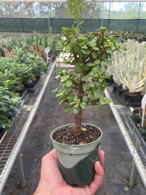 Bonsai jade dwarf green