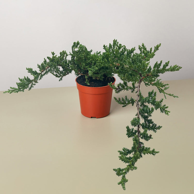 Load image into Gallery viewer, Bonsai Juniper

