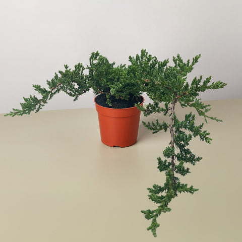 Bonsai juniper