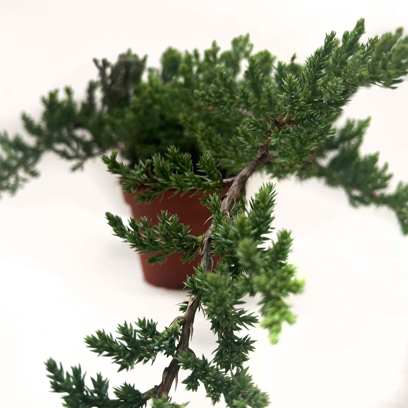 Load image into Gallery viewer, Bonsai Juniper
