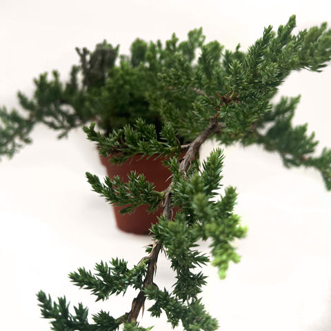 Bonsai Juniper, additional product view 2
