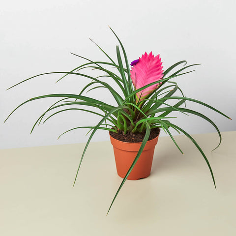 Bromeliad Cyanea Pink Quill