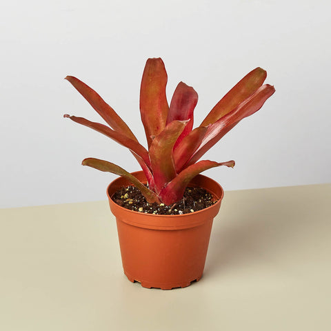 Bromeliad Fireball