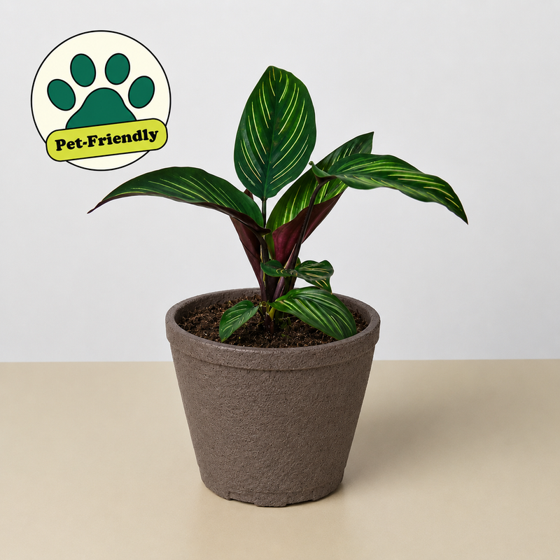 Load image into Gallery viewer, Calathea 'Beauty Star'
