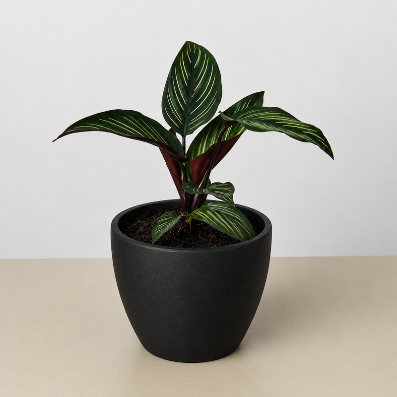 Load image into Gallery viewer, Calathea 'Beauty Star'

