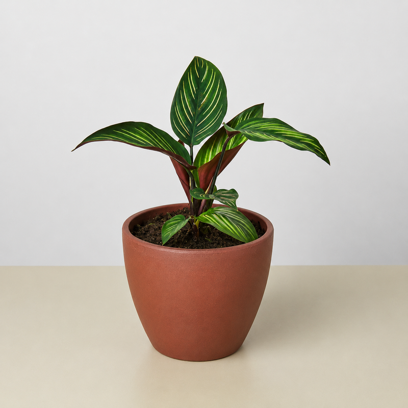 Load image into Gallery viewer, Calathea 'Beauty Star'
