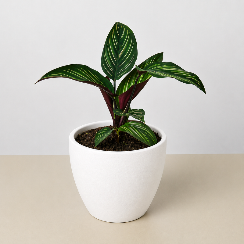 Load image into Gallery viewer, Calathea 'Beauty Star'

