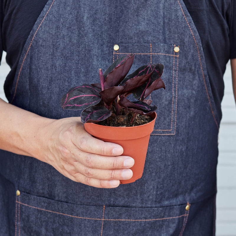 Load image into Gallery viewer, Calathea 'Dottie'
