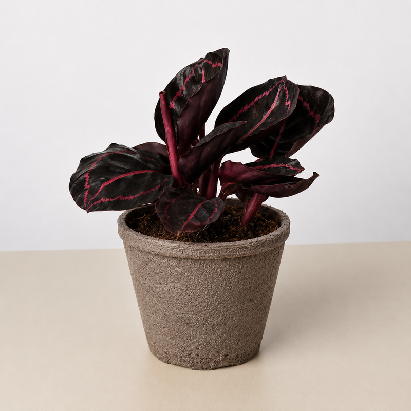 Load image into Gallery viewer, Calathea 'Dottie'
