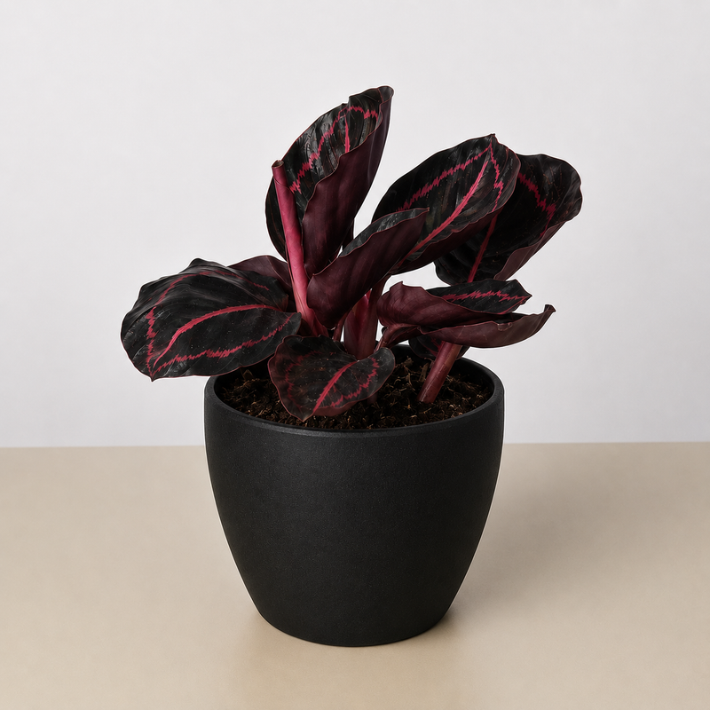 Load image into Gallery viewer, Calathea 'Dottie'
