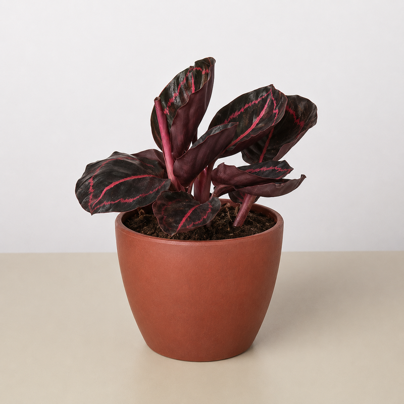 Load image into Gallery viewer, Calathea 'Dottie'
