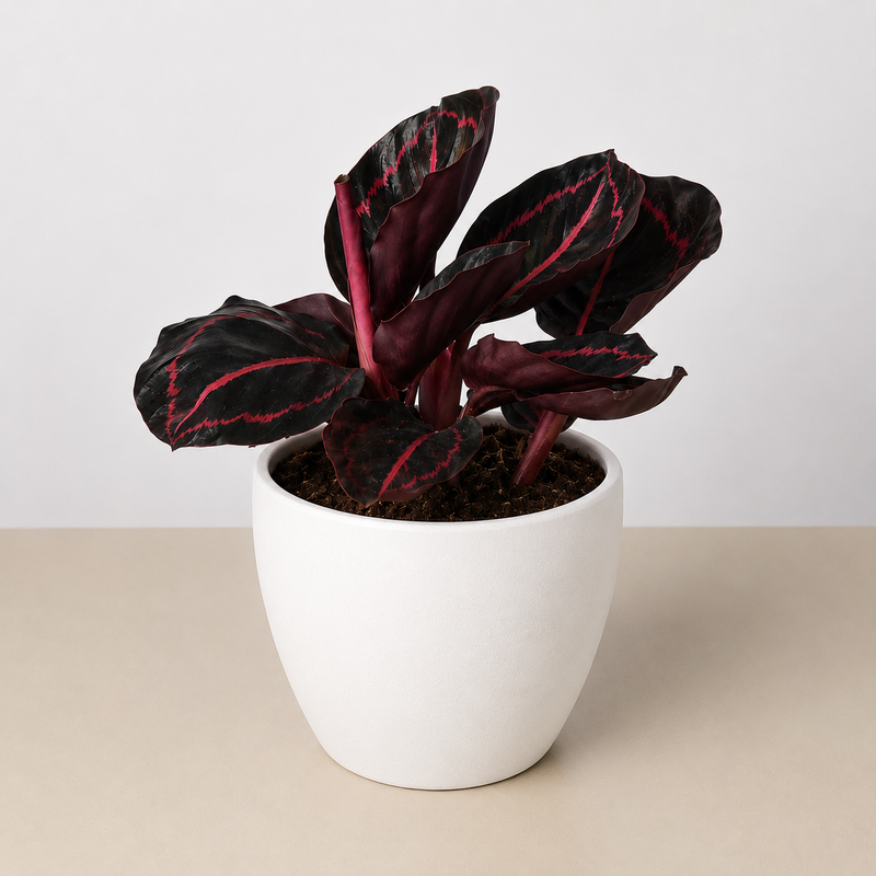 Load image into Gallery viewer, Calathea 'Dottie'
