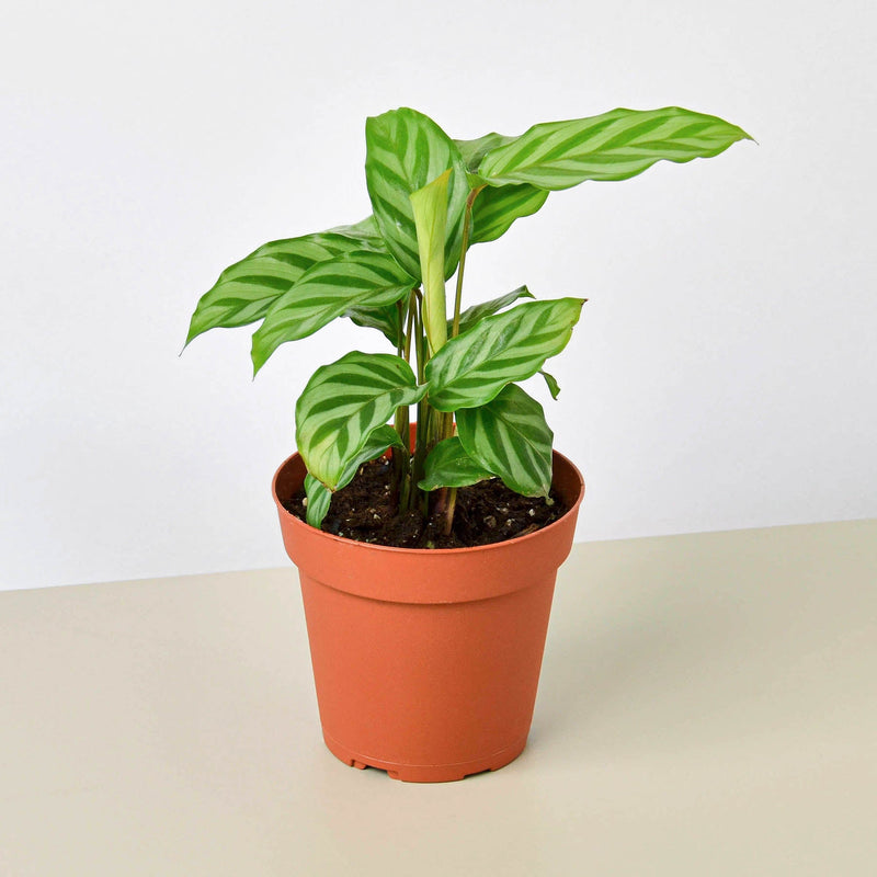 Load image into Gallery viewer, Calathea Concinna 'Freddie'
