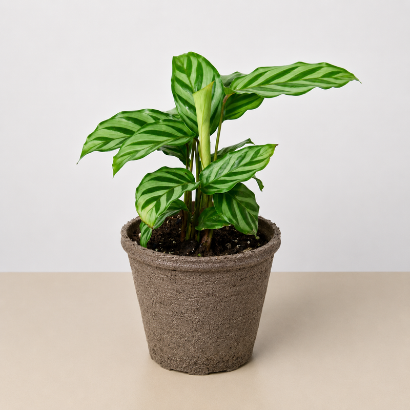 Load image into Gallery viewer, Calathea Concinna 'Freddie'
