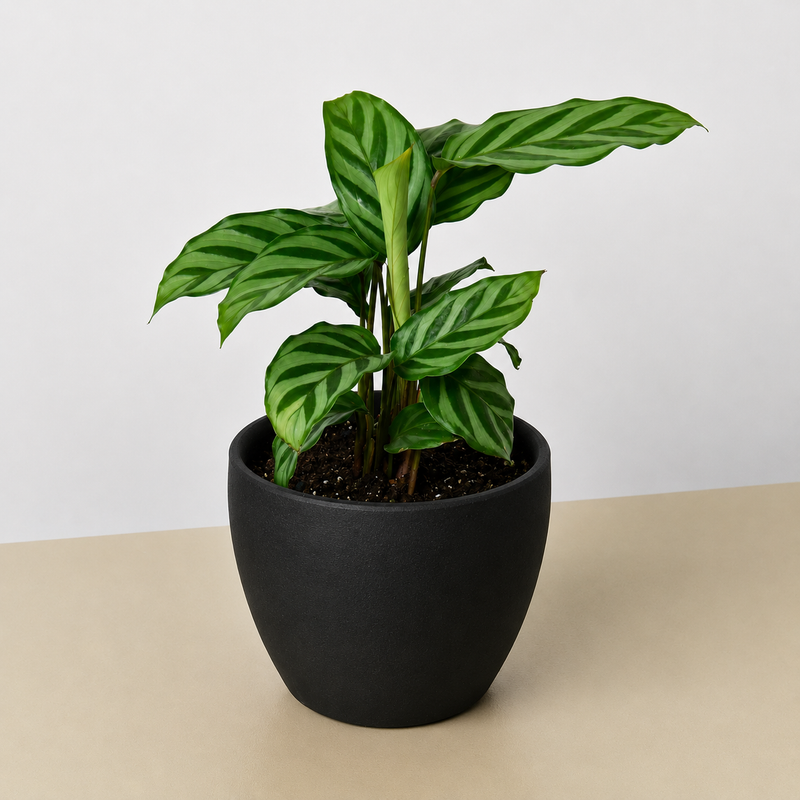 Load image into Gallery viewer, Calathea Concinna 'Freddie'
