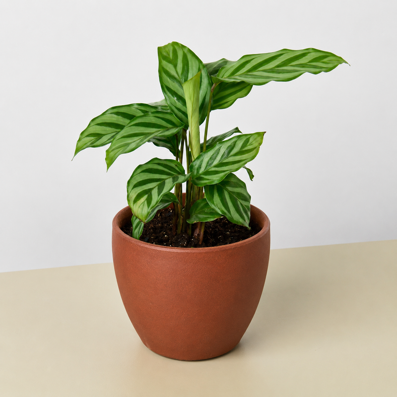 Load image into Gallery viewer, Calathea Concinna 'Freddie'
