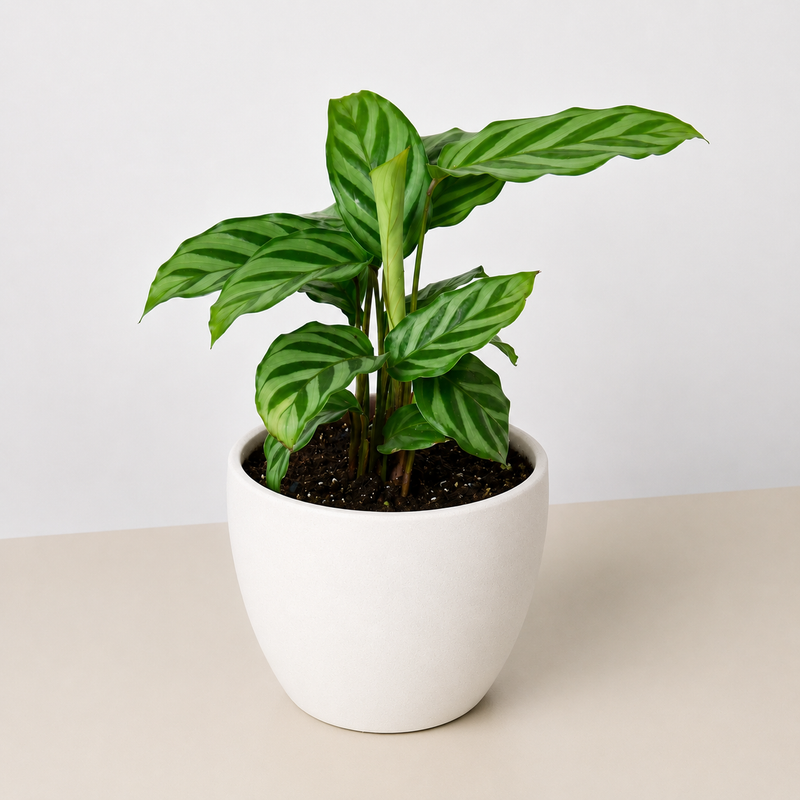 Load image into Gallery viewer, Calathea Concinna 'Freddie'
