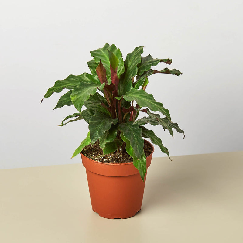 Load image into Gallery viewer, Calathea Rufibarba 'Furry Feather'
