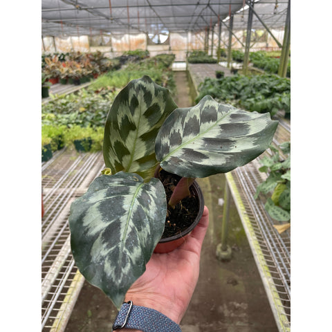 Calathea Kennedy