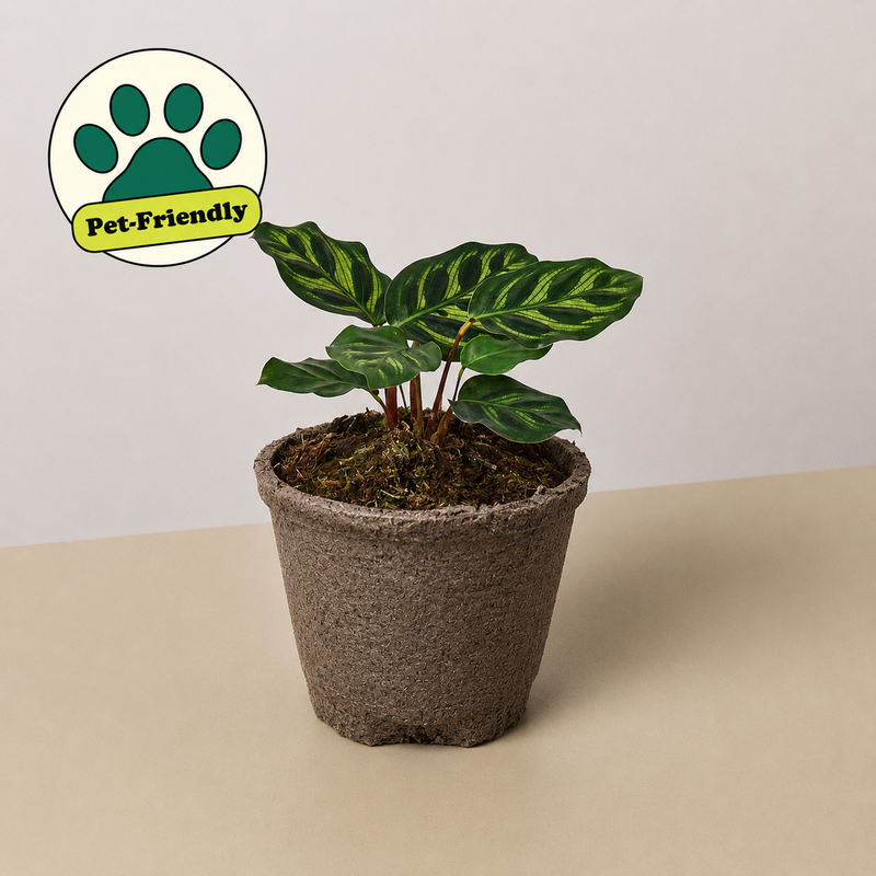 Load image into Gallery viewer, Calathea 'Makoyana'
