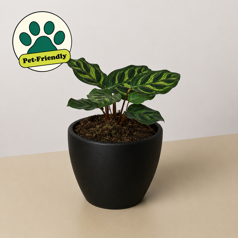 Load image into Gallery viewer, Calathea 'Makoyana'
