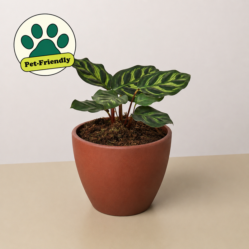 Load image into Gallery viewer, Calathea 'Makoyana'
