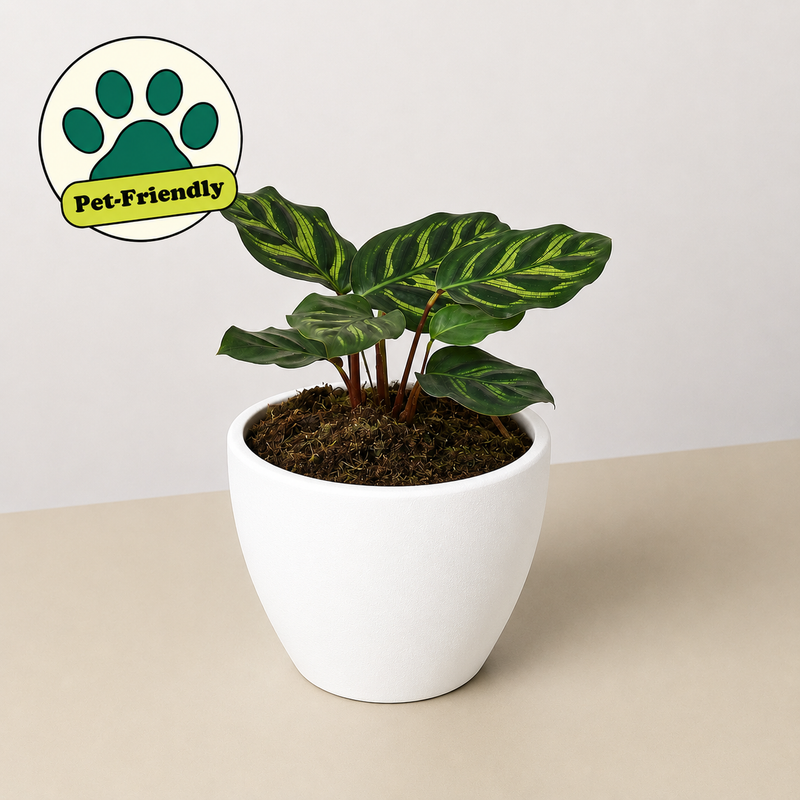 Load image into Gallery viewer, Calathea 'Makoyana'
