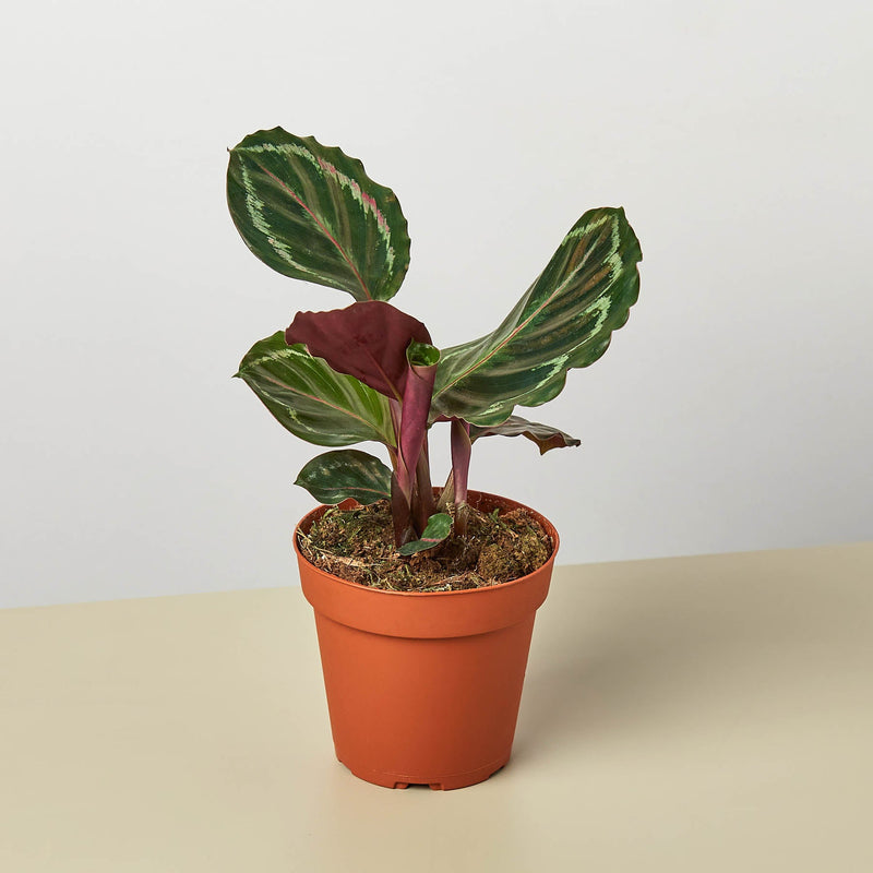 Load image into Gallery viewer, Calathea Roseopicta 'Medallion'
