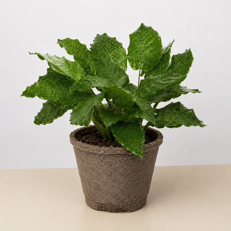 Load image into Gallery viewer, Calathea 'Musaica'

