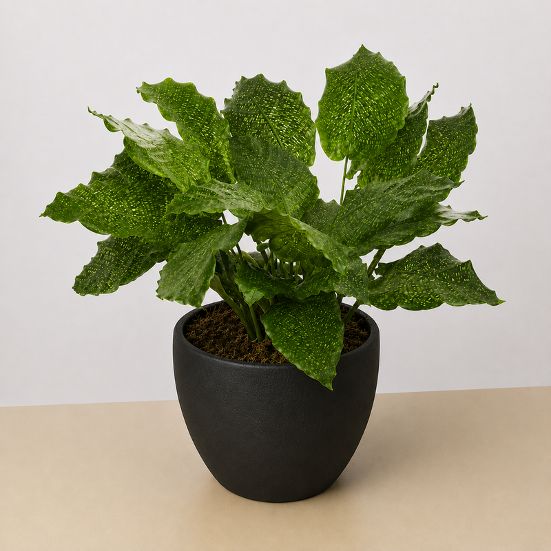 Load image into Gallery viewer, Calathea 'Musaica'
