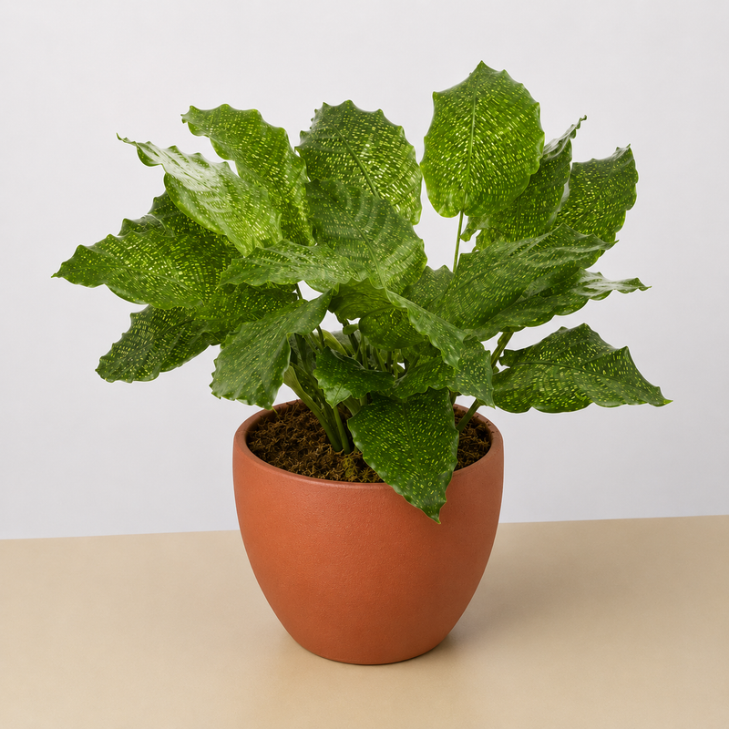 Load image into Gallery viewer, Calathea 'Musaica'

