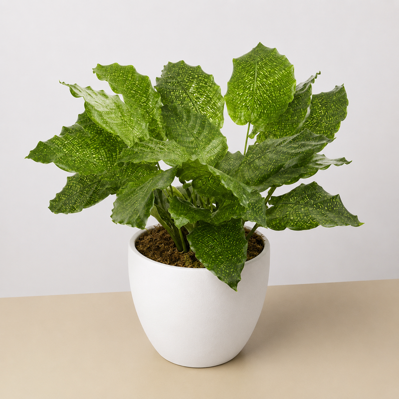 Load image into Gallery viewer, Calathea 'Musaica'
