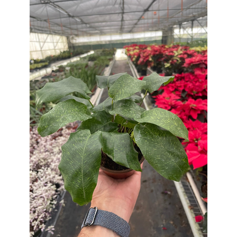 Load image into Gallery viewer, Calathea 'Musaica'
