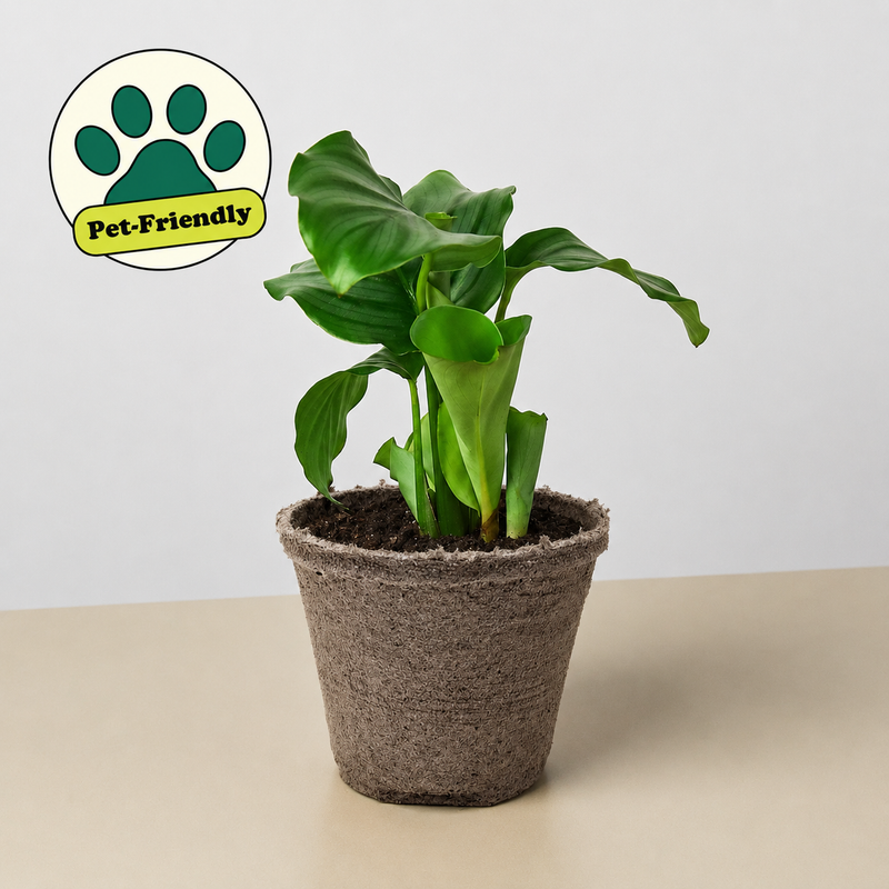 Load image into Gallery viewer, Calathea 'Orbifolia'
