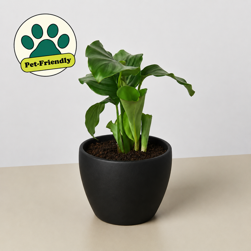 Load image into Gallery viewer, Calathea 'Orbifolia'
