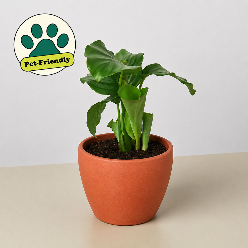 Load image into Gallery viewer, Calathea 'Orbifolia'
