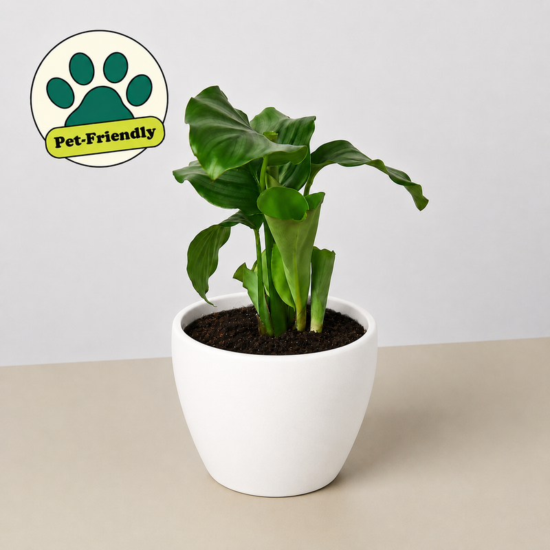 Load image into Gallery viewer, Calathea 'Orbifolia'
