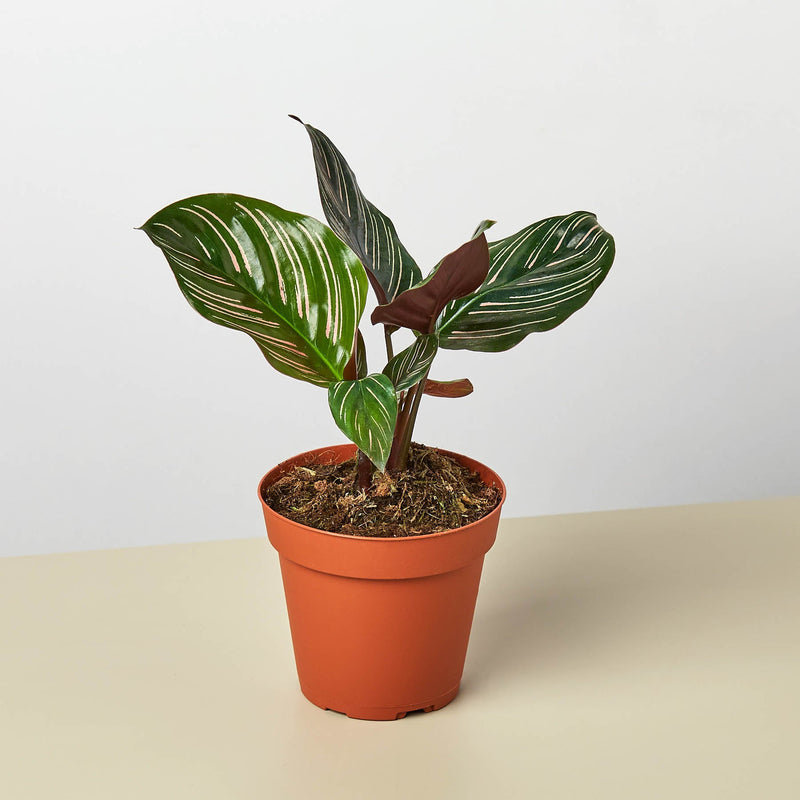 Load image into Gallery viewer, Calathea 'Ornata'
