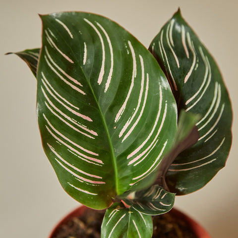 Calathea 'Ornata', additional product view 2