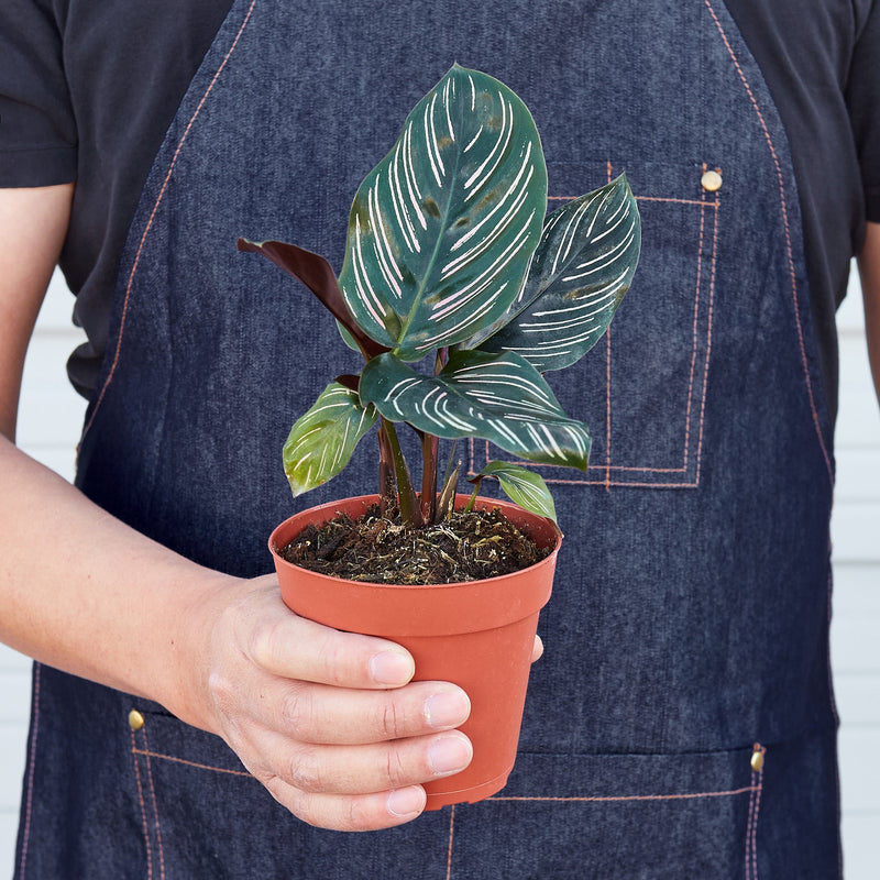 Load image into Gallery viewer, Calathea 'Ornata'
