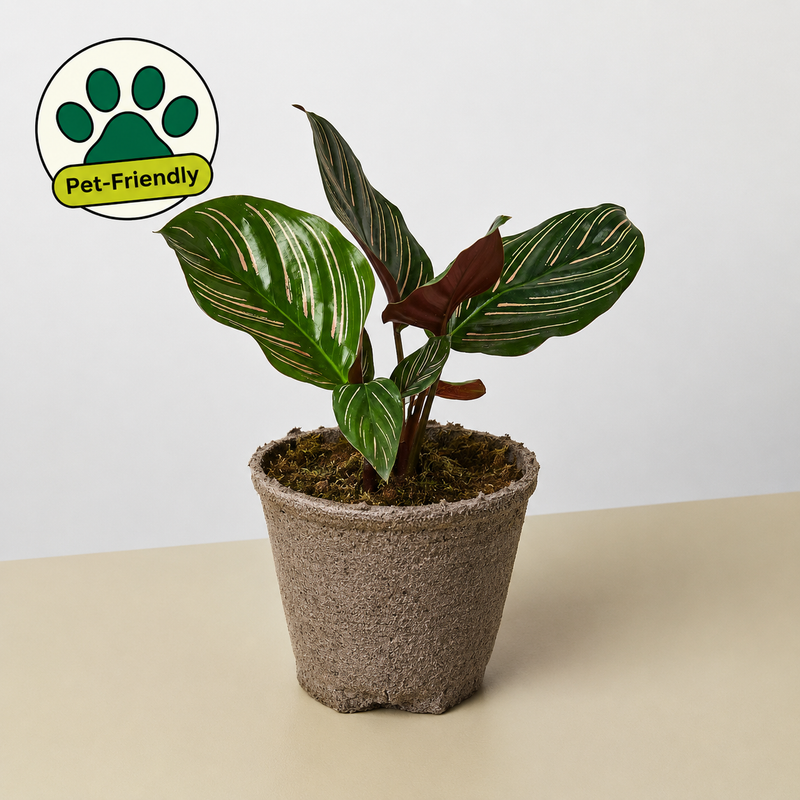 Load image into Gallery viewer, Calathea 'Ornata'
