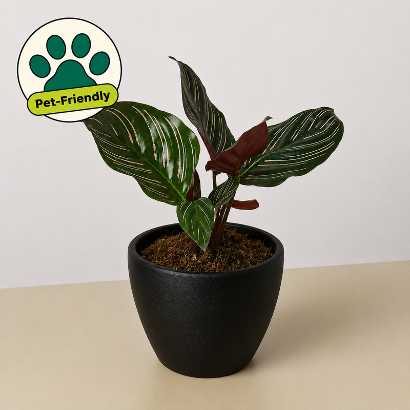 Load image into Gallery viewer, Calathea 'Ornata'
