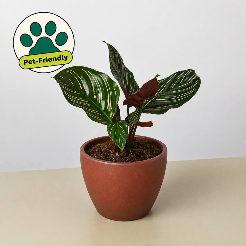Load image into Gallery viewer, Calathea 'Ornata'
